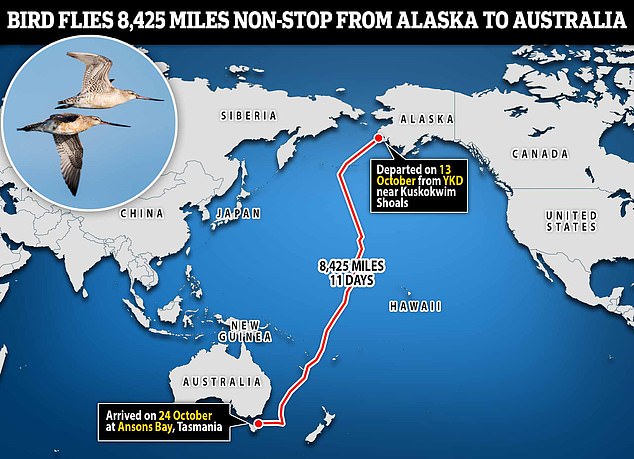 Good godwit! Bird flies 8,425 miles NON-STOP from Alaska to Australia – setting a new world record