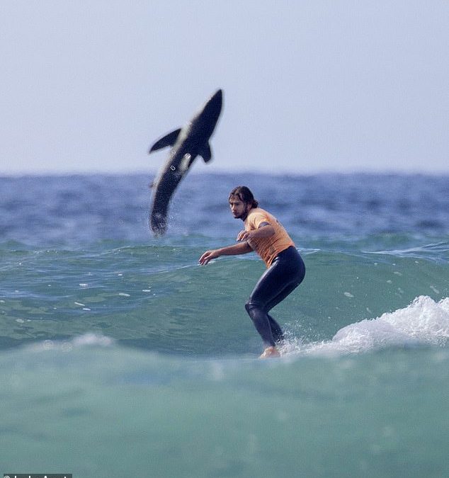 Incredible image shows great white shark jumping out of the water behind surfer during contest in CA