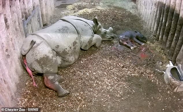Incredible moment endangered baby rhino is born captured on zoo CCTV