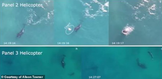 Orcas attacking great whites off the coast of South Africa reveals sharks have a flight response