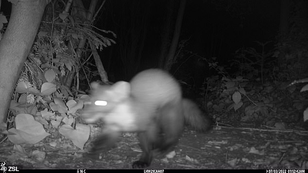 Pine marten is spotted in London for the first time in more than 100 YEARS