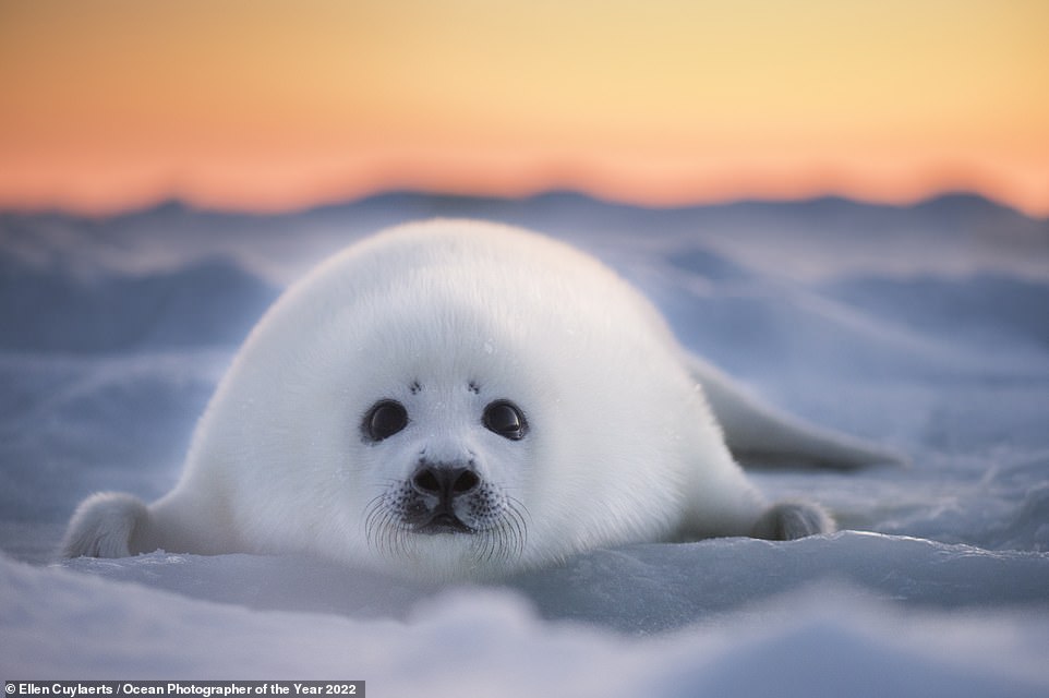 The jaw-dropping winners of the 2022 Ocean Photographer of the Year awards revealed