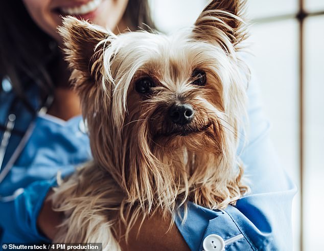 Britons still face EU red tape when travelling with their furry friends