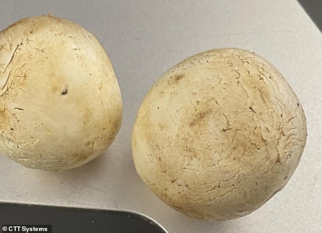 Dehydrating effects of flying shown by before and after photos of mushrooms taken on 8-hour flight