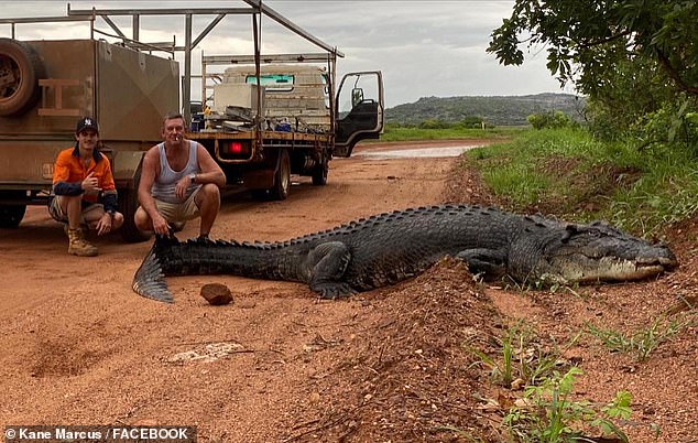 Northern Territory tradesman snaps photo with giant crocodile near Gunbalanya