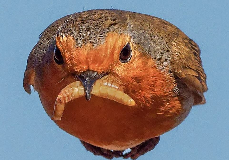 Photographer captures moment swooping Robin appears to wear a mealworm as a Movember moustache
