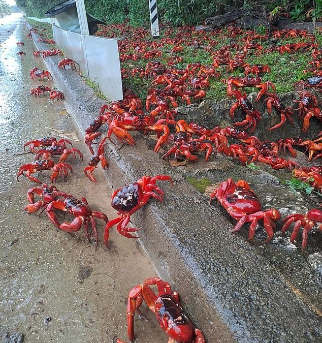 Red Crabs migrate across Christmas Island in their millions from the rainforests to the ocean