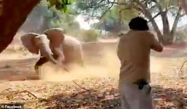 Safari guides hold their nerve after elephant charges at them in South Africa’s Kruger National Park