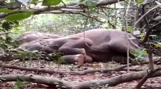 Two dozen elephants sleep off booze binge after drinking Indian villagers’ home-brew alcohol