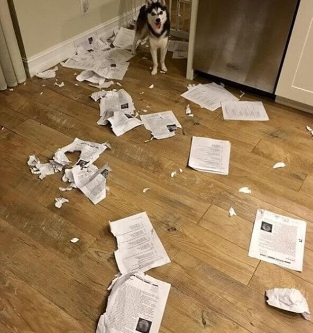 Users share perfectly captured moments with hilarious backstories 