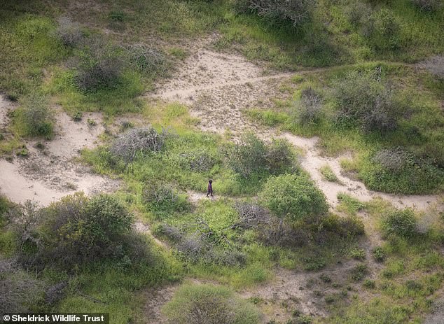 Astonishing moment boy, four, is spotted from the air after surviving in the African wilderness