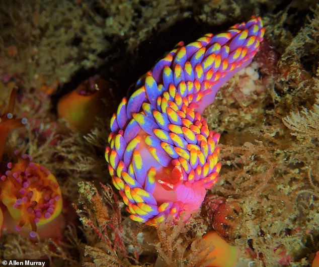 Colourful sea slug is among the wildlife seen off the UK coast in 2022