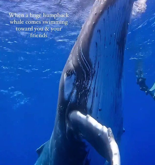 Divers describe sheer joy after encounter with humpback whale that spent an hour swimming with them