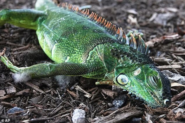 Extreme cold may cause iguanas to fall from trees in Florida and sea turtles to stun
