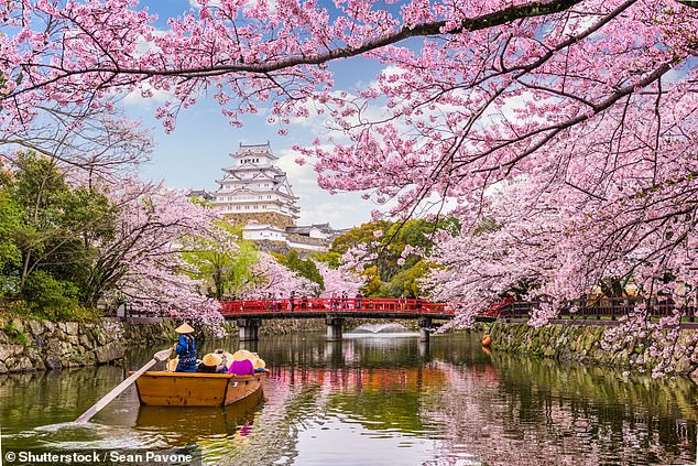 A guide to experiencing Japan’s famous cherry blossom season, from cruise holidays to escorted tours