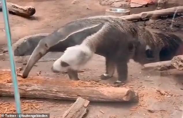 Bizarre video that appears to show an anteater with two HEADS baffles the internet