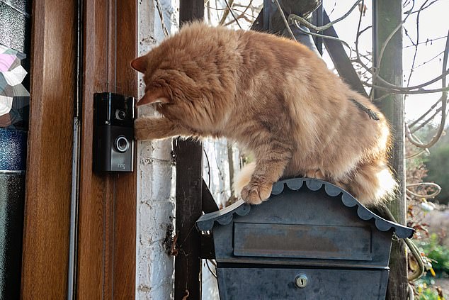 Doorbell is just fine for this clever cat who scales fence, alerting owner’s motion sensor