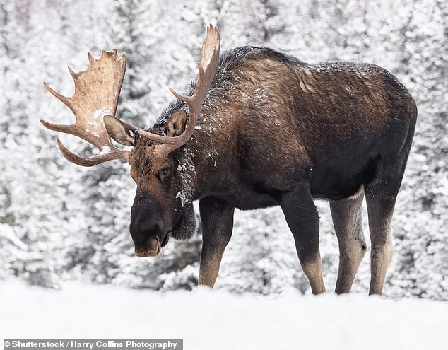 Family ski holidays that offer LOTS of activities for non-skiers, from Austria to Canada