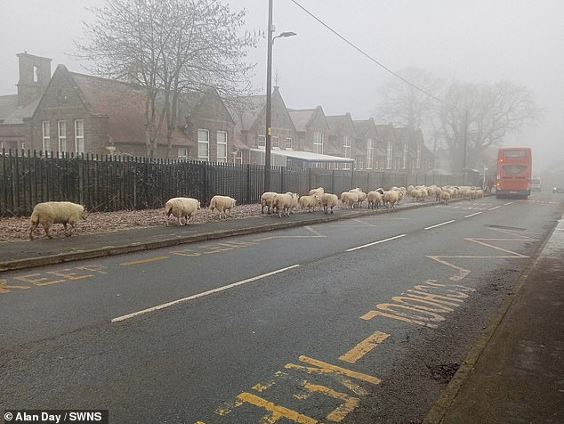 Flock of 50 sheep appear to be queuing for the bus in town where they have right to graze freely
