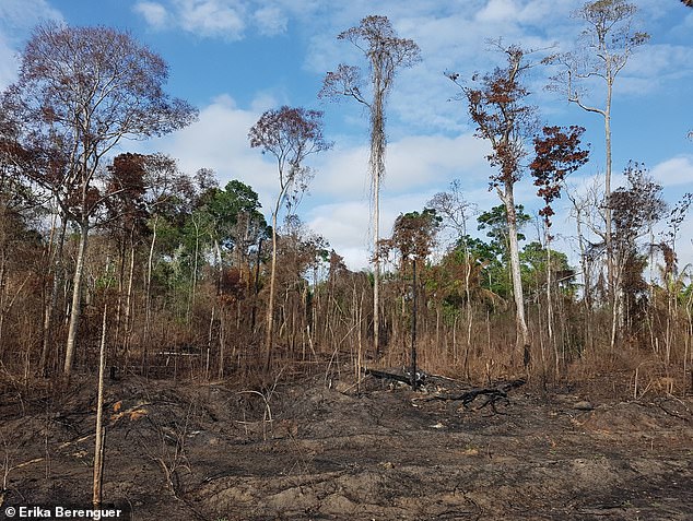 Human activity has degraded more than a THIRD of the remaining Amazon rainforest, report reveals