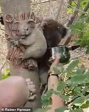 Koala cuddles koala ornament in Adelaide family’s backyard