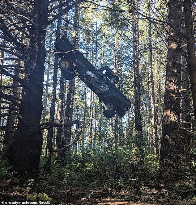 People share the VERY weird sights that they came across in the forest