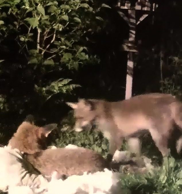 Pillow fight! Playful fox cubs are caught grappling over cushion left for them to sleep on in garden