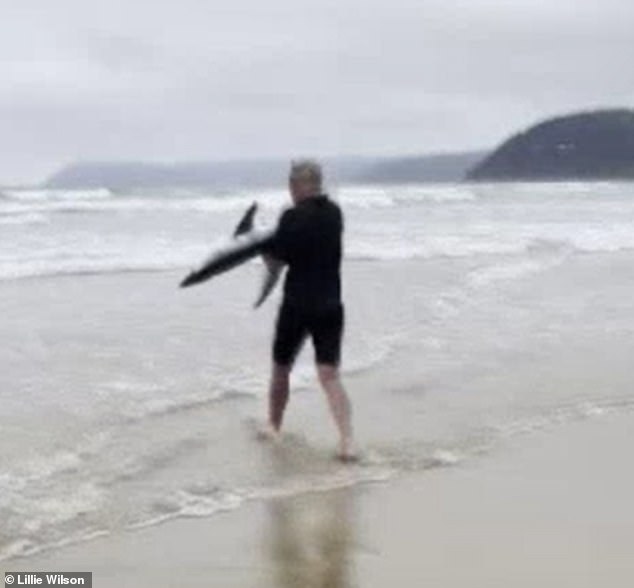Surfer picks up beached shark and carries creature back to the water in Victoria