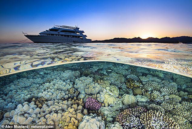 The joys of Egypt’s Sharm-el-Sheik (where the pound goes further compared to a year ago)