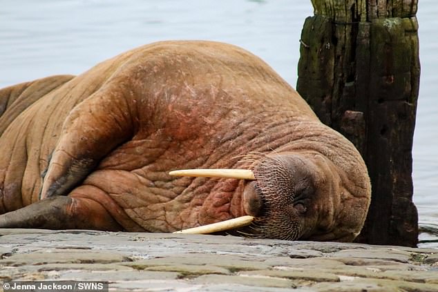Walrus washes up in Scarborough with crowds urged to ‘stay away’