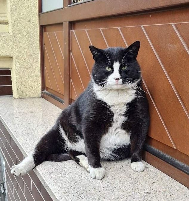 Fat cat becomes Polish city’s top-rated tourist attraction 