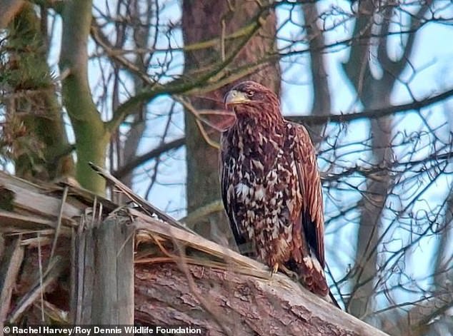 ‘Flying barndoor’ eagle returns to the Isle of Wight after two years