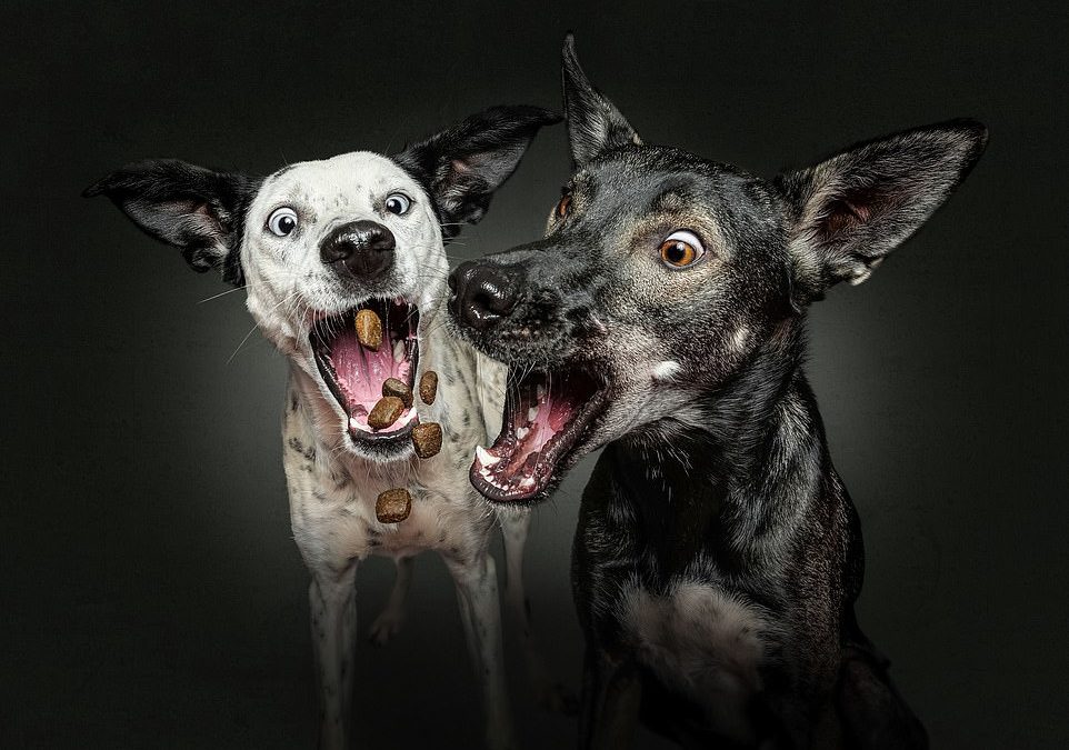 Hilarious photos capture the look of joy on these dogs faces as they are thrown a treat 