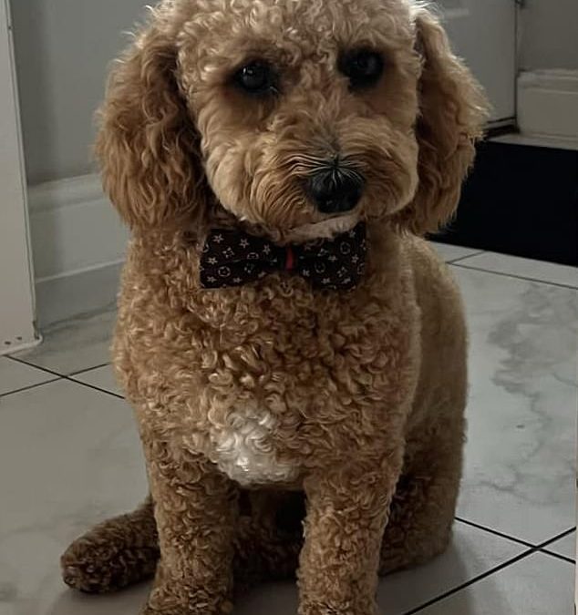 Pet dog travelled to Manchester Airport in 100-mile taxi trip as owner fretted over his whereabouts