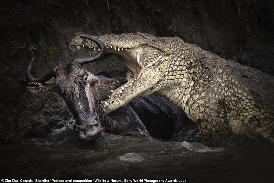 Sony World Photography Awards 2023: Incredible images from shortlisted professional photographers