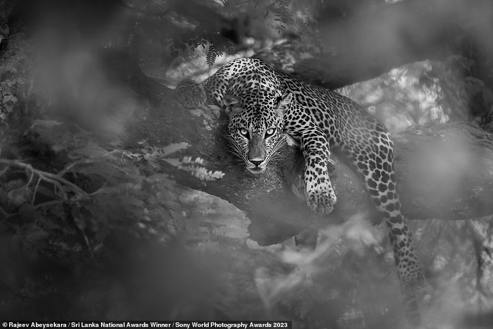The 2023 Sony World Photography Awards reveals the incredible national award winners
