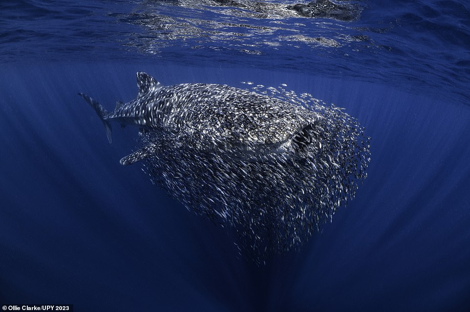 The astonishing winners of the 2023 Underwater Photographer of the Year awards revealed