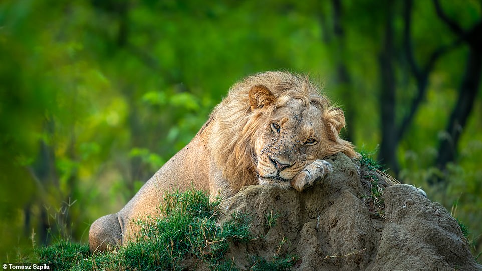 The incredible wildlife photographs you won’t believe were taken by an AMATEUR
