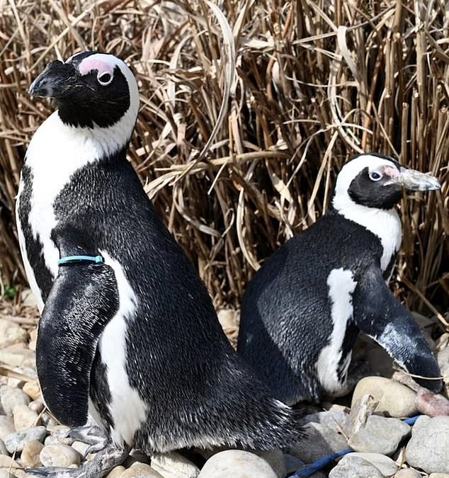 World’s oldest African penguin, 43, takes boy toy LOVER aged just 13