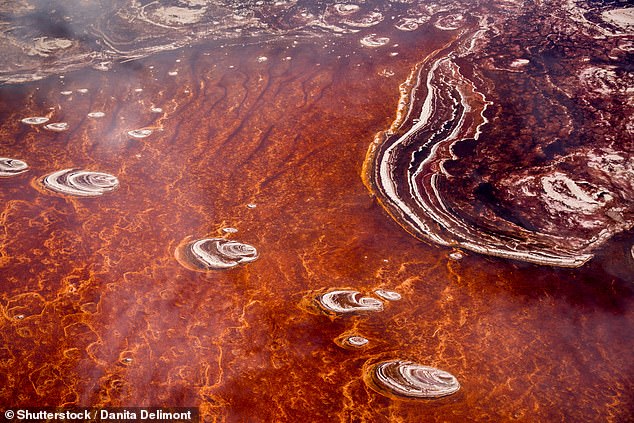 Bizarre lake in Tanzania instantly turns animals that touch it into ‘STONE’