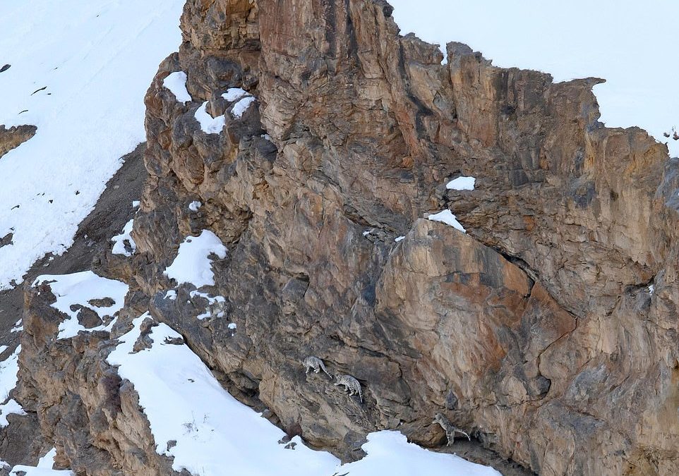 Can YOU spot the snow leopards? ‘Ghost cats’ of the Himalayas blend perfectly into their surrounding