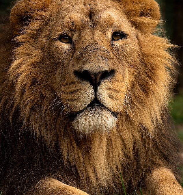 Endangered Asiatic lions move to new home in Kent