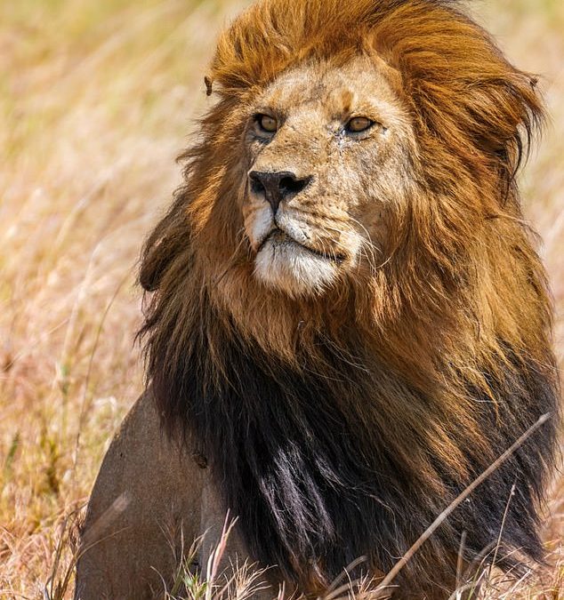Farewell to the ‘King of the Serengeti’: Fearsome lion named after Bob Marley is killed by rivals