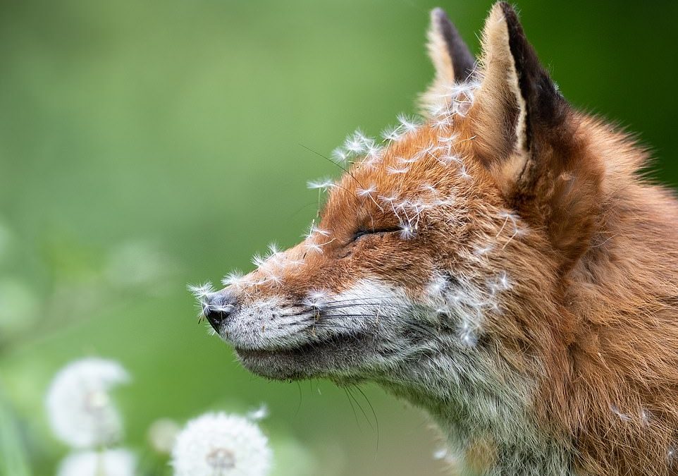 From bees to baby owls, the stunning winning images in the British Wildlife Photography Awards 2023