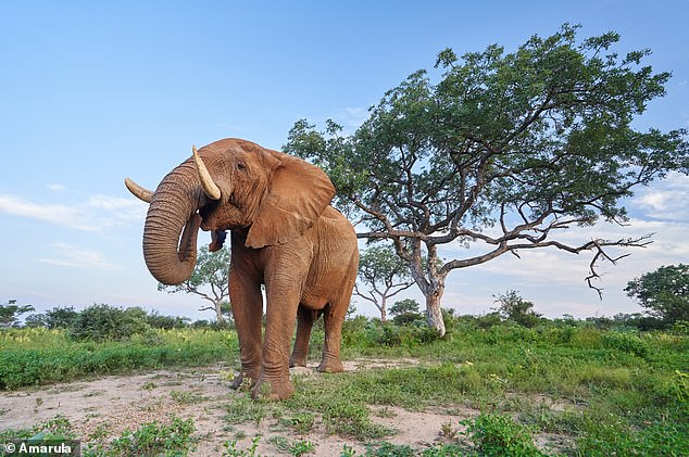 How elephants of South Africa and their love of fruit play a vital role in making luxury GIN