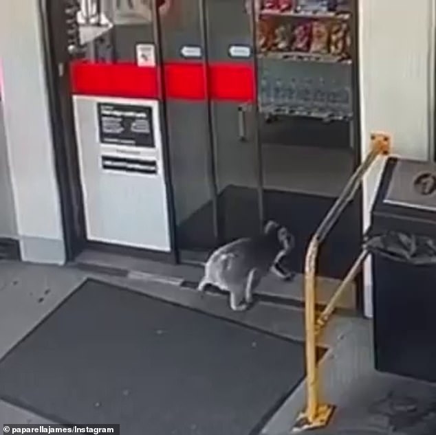 Koala storms into petrol station before grabbing on worker’s leg in Adelaide Hills