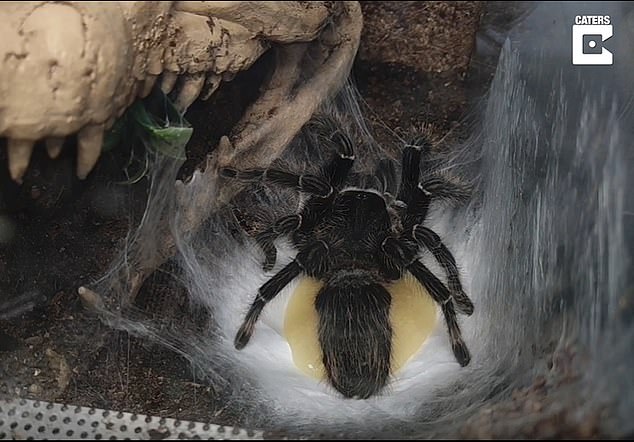 Moment a tarantula releases an oozing egg sac is captured in rare video