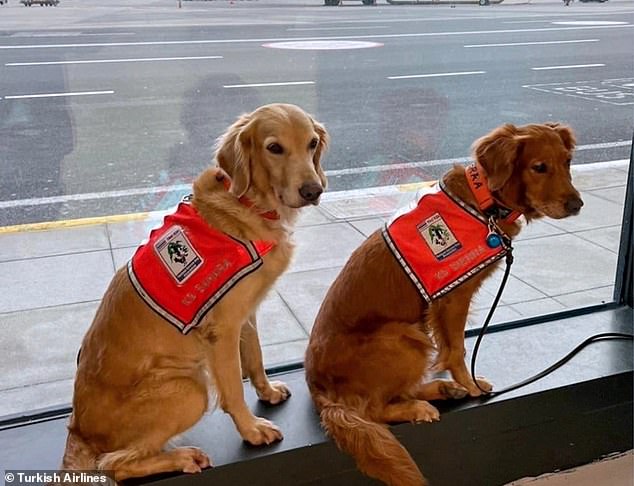 Rescue dogs returning from Turkish earthquake zone are upgraded from the cargo hold to first class