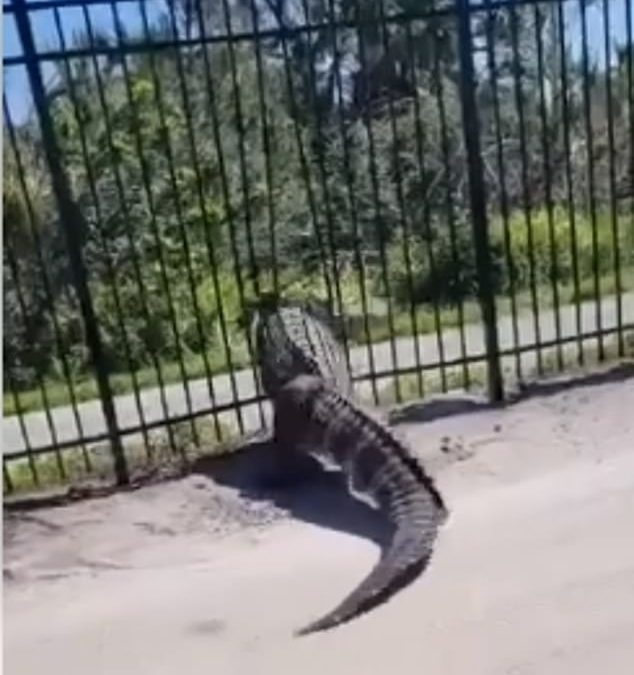 Terrifying moment gigantic alligator BENDS newly-installed metal fence at Florida golf club
