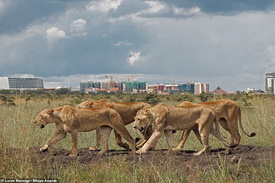 The majesty of wild Africa caught on camera, from lionesses fighting over a kill to savanna storms